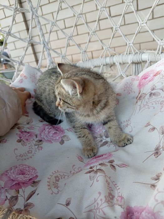 Отдам котят в хорошие руки
