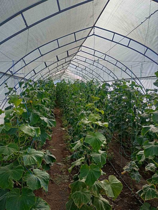 Три броя оранжерии