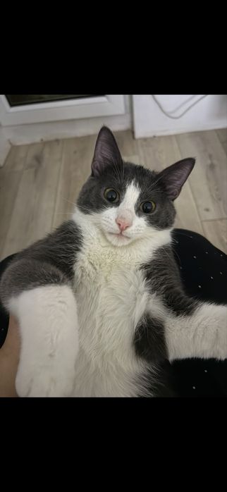 Отдам кота в добрые руки!