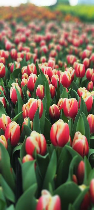 Тюльпаны оптом в пачках