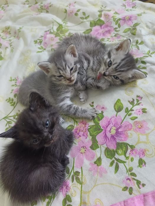 Отдам 2 котят бесплатно