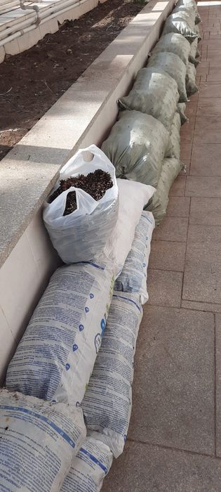 Сухие сосновые шишки