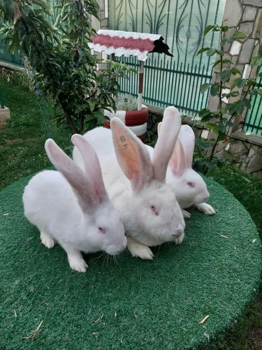 Iepuri berbec german și uriaș german