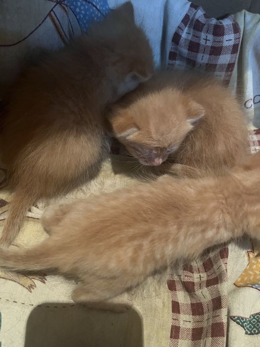 Котята домашние