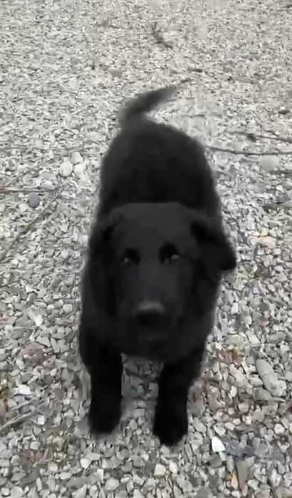 Щенки и их мама в добрые руки