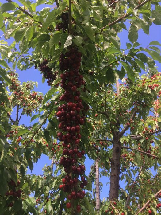 ГИЛОС Kuchatlari sotiladi 14 xil sorti bor xosilga kirgan polikarlik