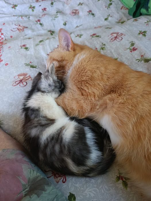 Коты. Бесплатно. В добрые руки