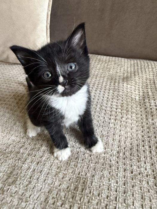 Смышленные котята