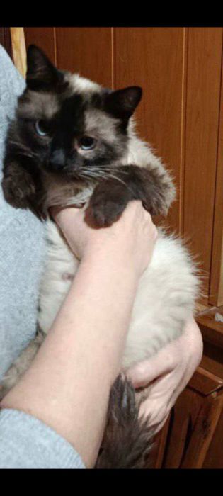 Срочно! Только в добрые руки!