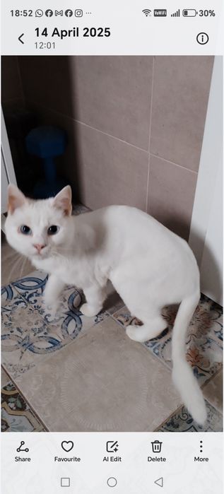 Pisica alba spre adoptie
