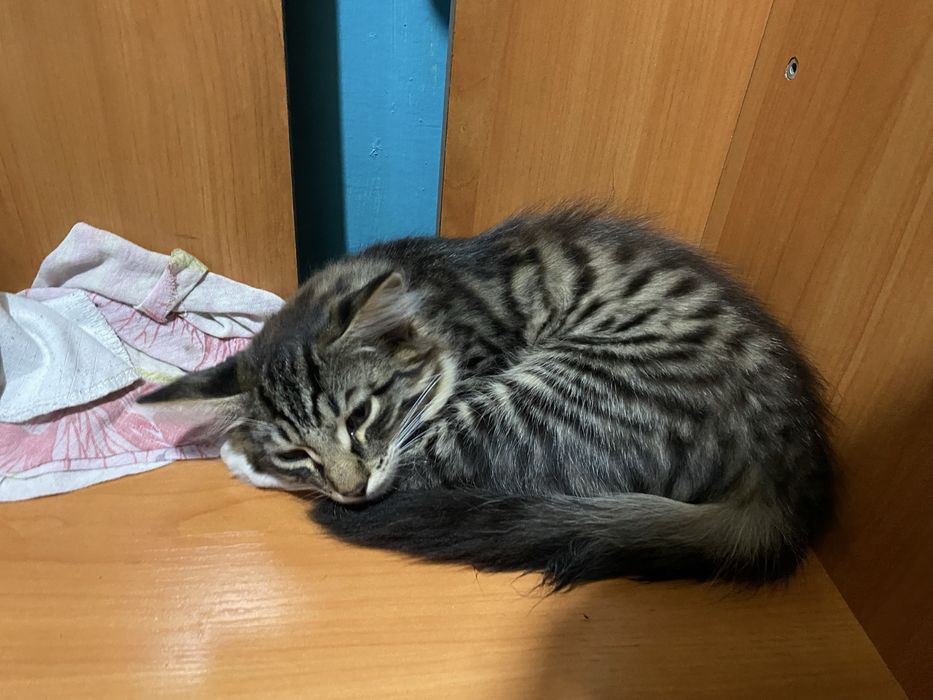 Котенок маленький