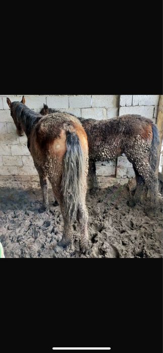 Сатылатын атдар бар бордакы семыз 2 бас