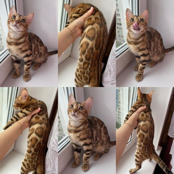 Открыта бронь на бенгальских котят