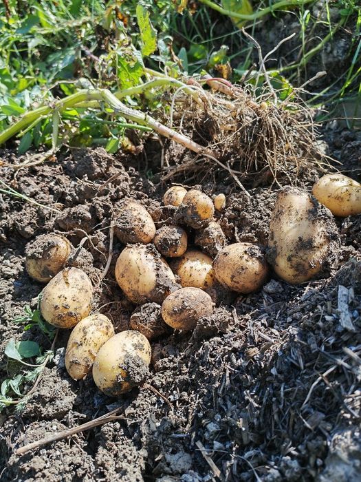Kartoshka sotiladi