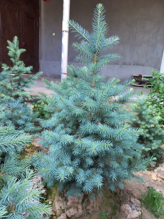 Archa голубое если