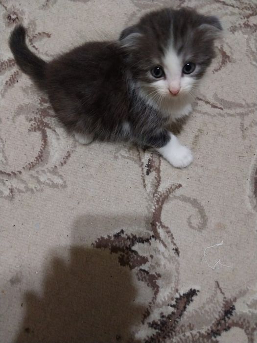 Отдам котят в добрые руки!
