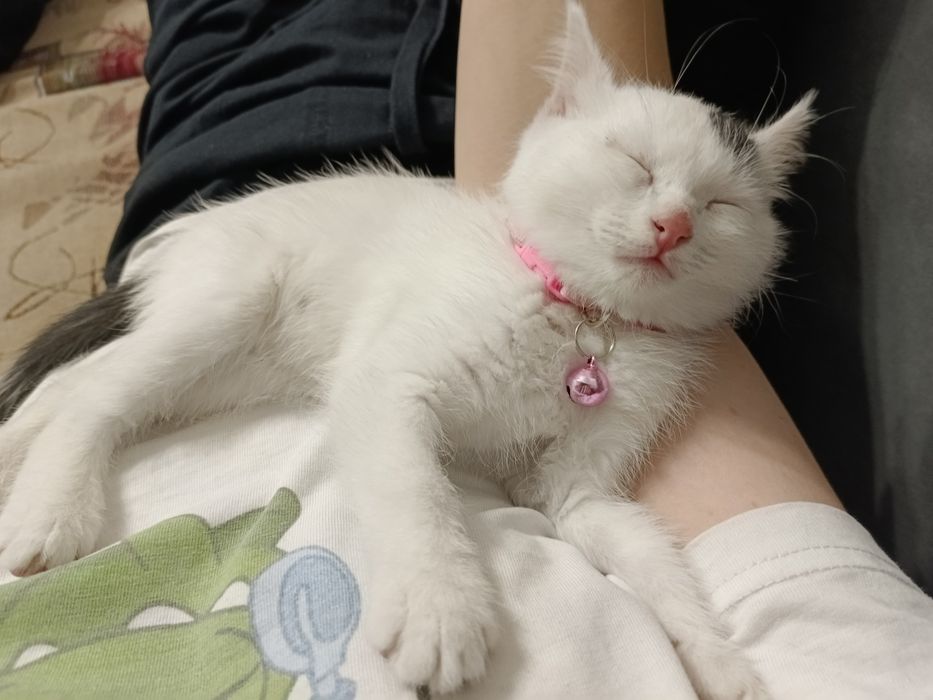 СРОЧНО! Отдам котенка в добрые руки