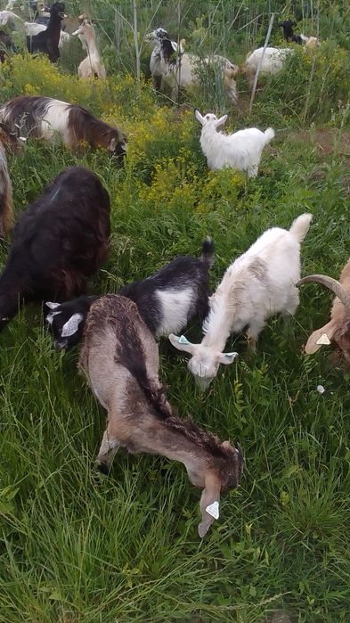 Capre ,iezi , tapi