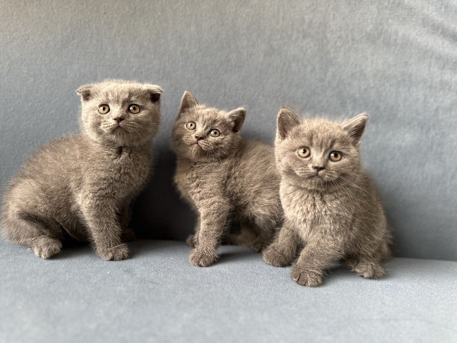 Шотландски клепоухи