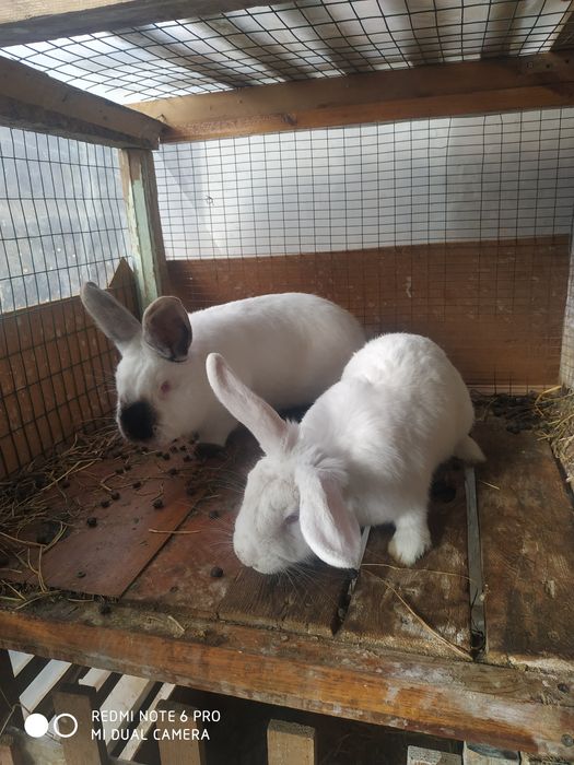 СОТИЛАДИ quyonlar ОПТОМ куйонла