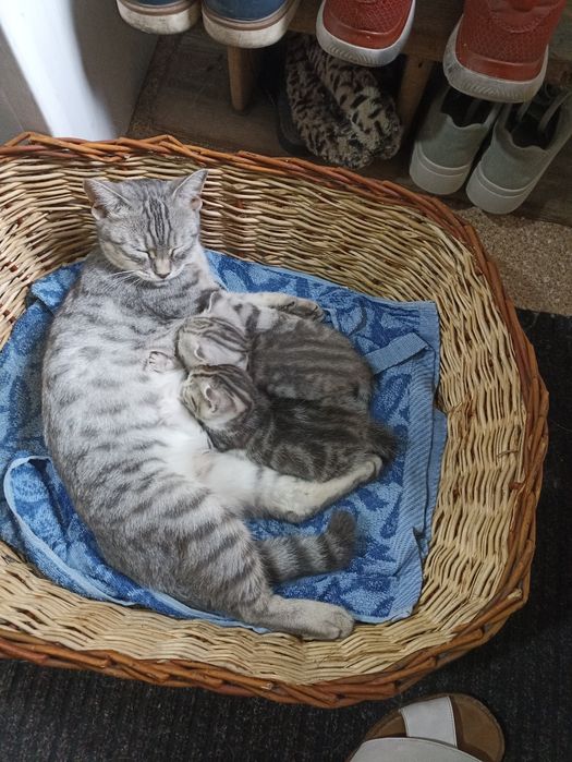 Продам красивых котят