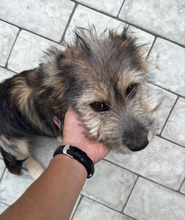 Отдам собачку в добрые руки, срочно