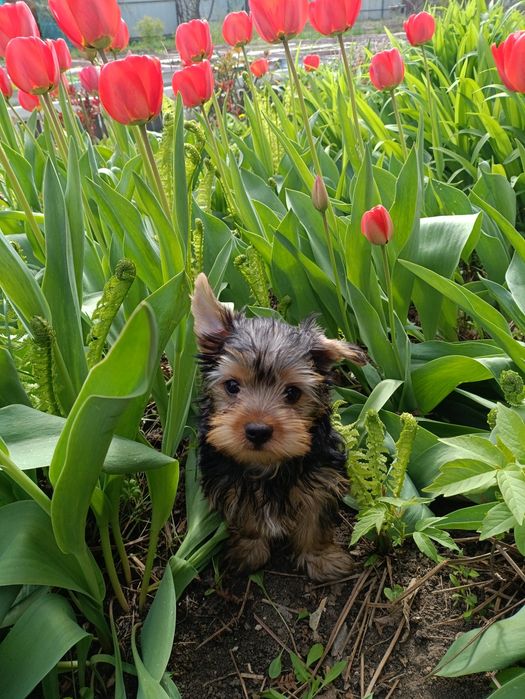 Йоркширский терьер