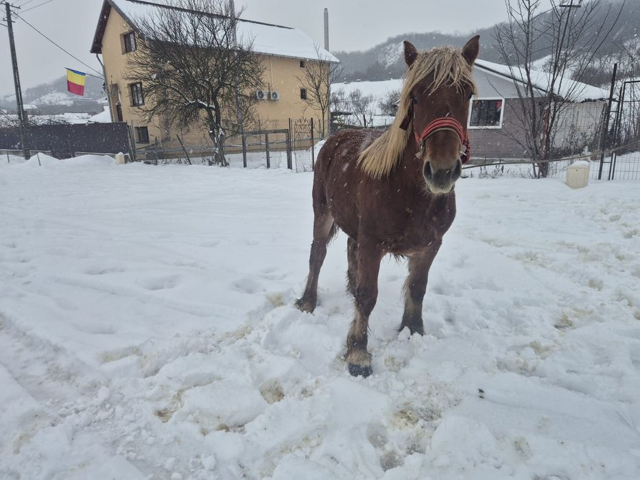 Vând mânz de un an și 4 luni