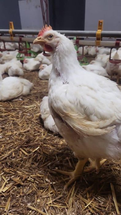 Rasă Mixtă Alb Carne