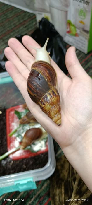 Ulitka sotiladi ahatina fulika albinos tuhimlagan