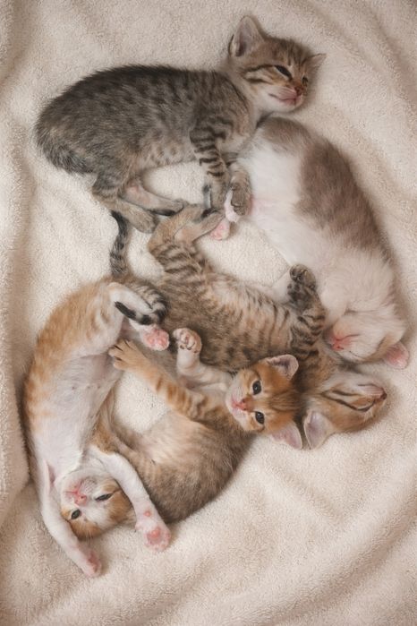 Котёнок в заботливые руки