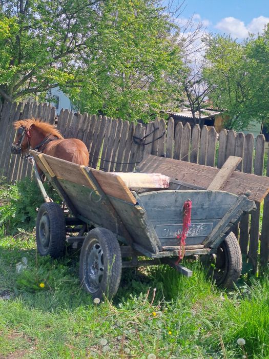 Vând ponei,ham și căruță.se pot vinde și separat.