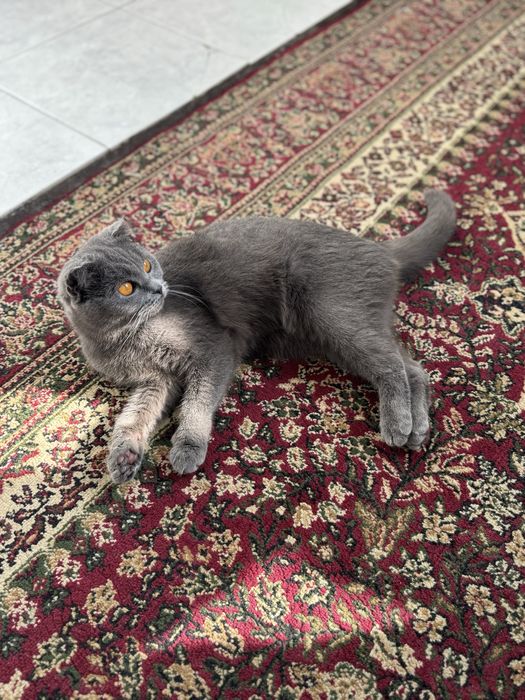 Мушук Скоттиш фолд