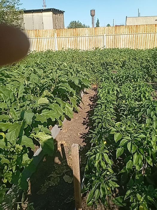Баклажаны домашние