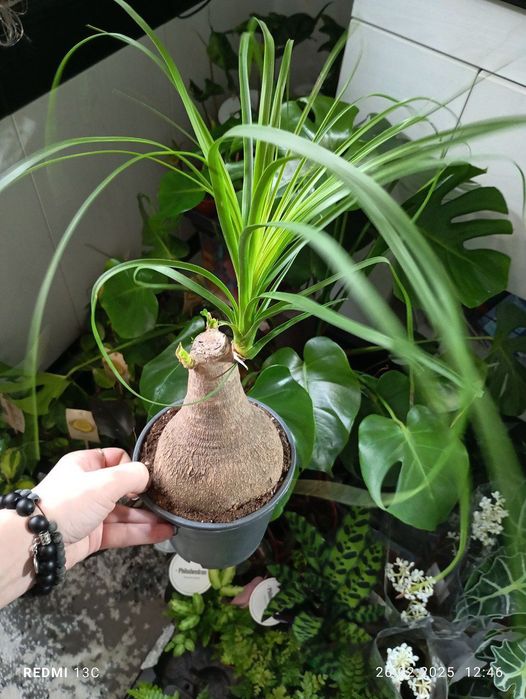 Бокарнея Нолина домашнее дерево