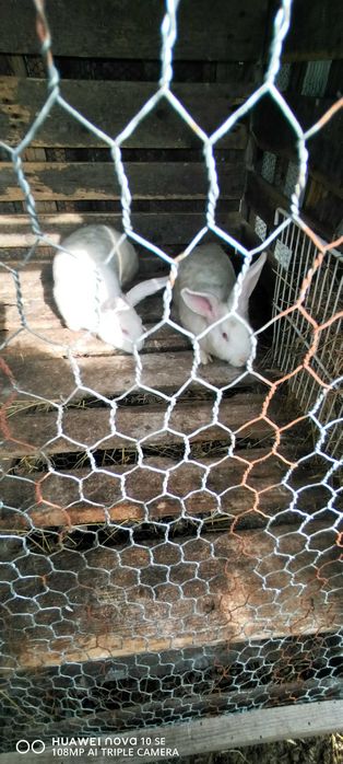 Зайците са родени на 01.11.2025