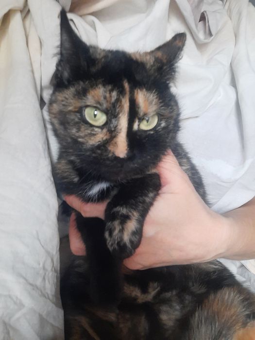 Шикарные котики и кошечки