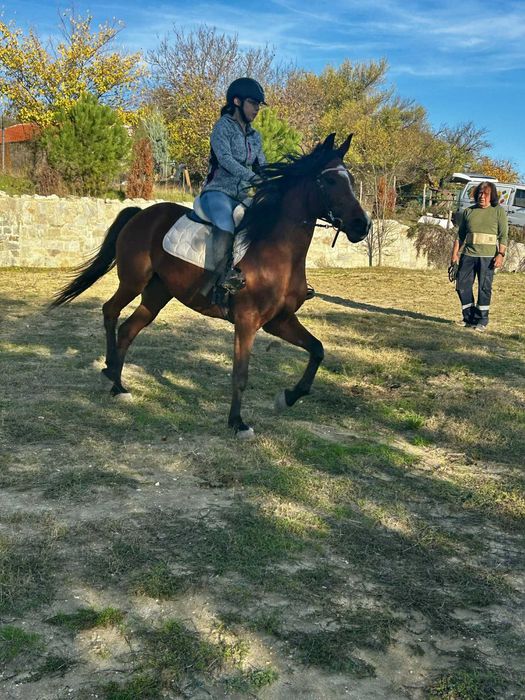 Чистокръвна Арабска кобила