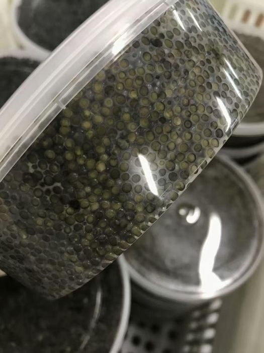 Икра осетра Амурская область