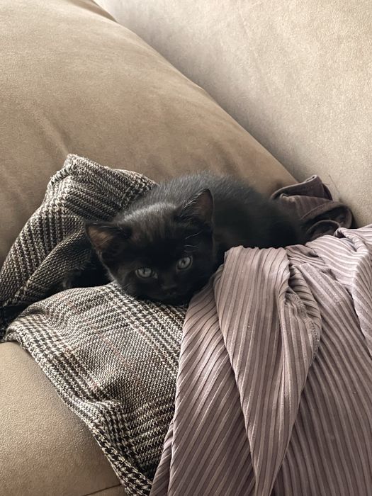 Котенок девочка, породистая