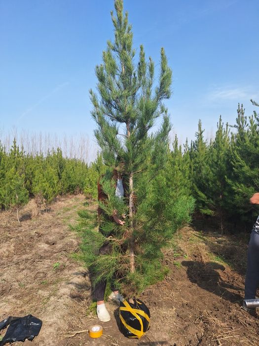 Сасна. Туя зелёный забор учун Можовелник , хлма хил турда.