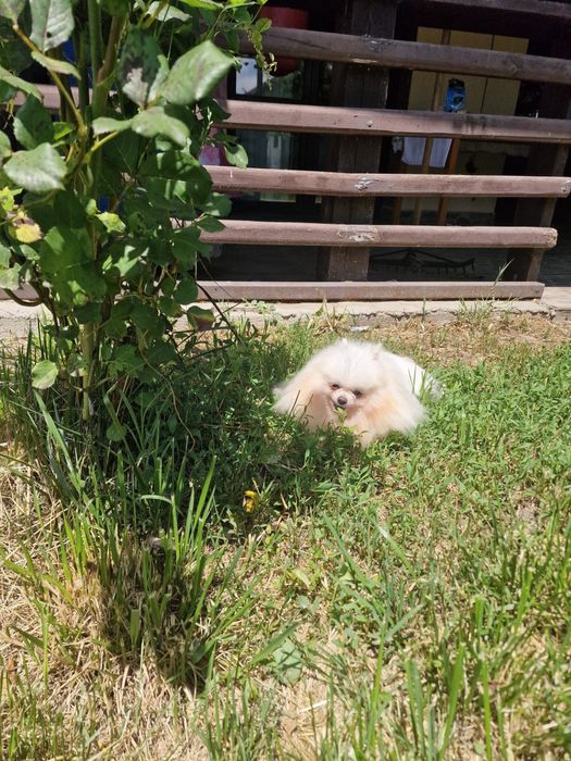Fetita pomeranian