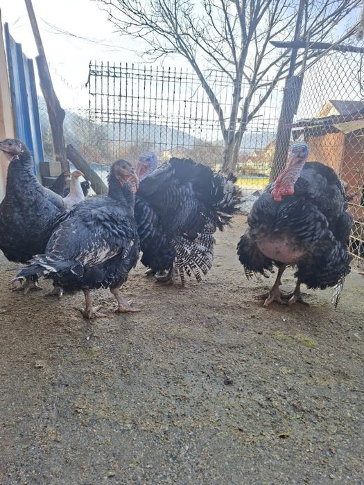 Curcani pentru sacrificat