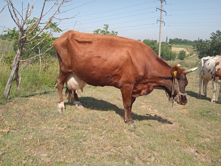 Екі бас сауын сиыр