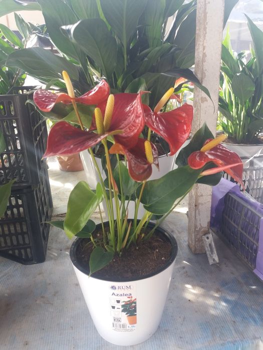 Продам цветы Антуриум