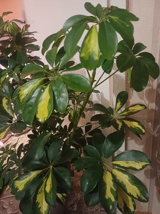 ШЕФЛЕРА  , Алое Вера ,Кализия и Алое