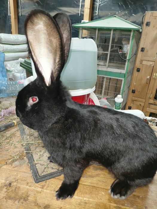 Mascul Urias German Negru