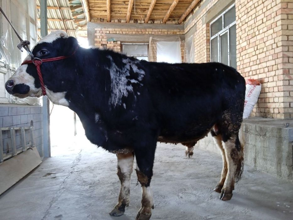 Buqa sotiladi sogʻlom.