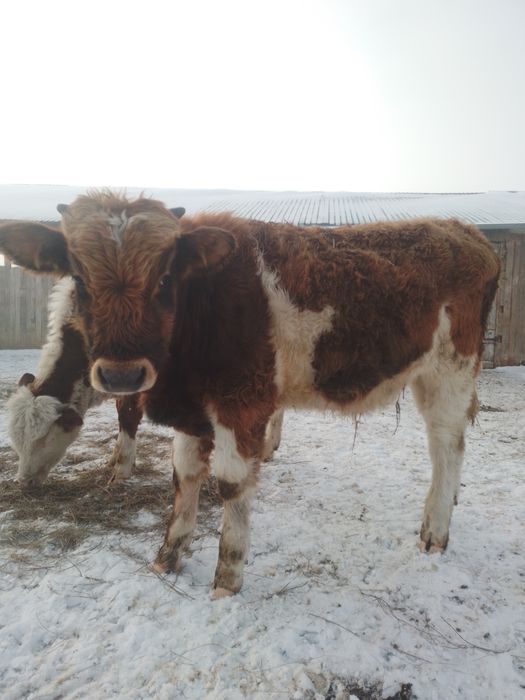 Продам бычок. Подсос.