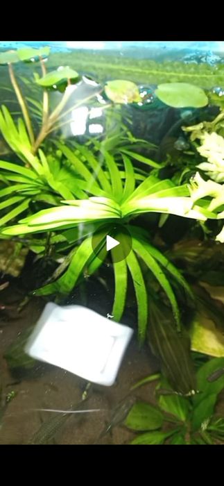 Аквариумные растения .